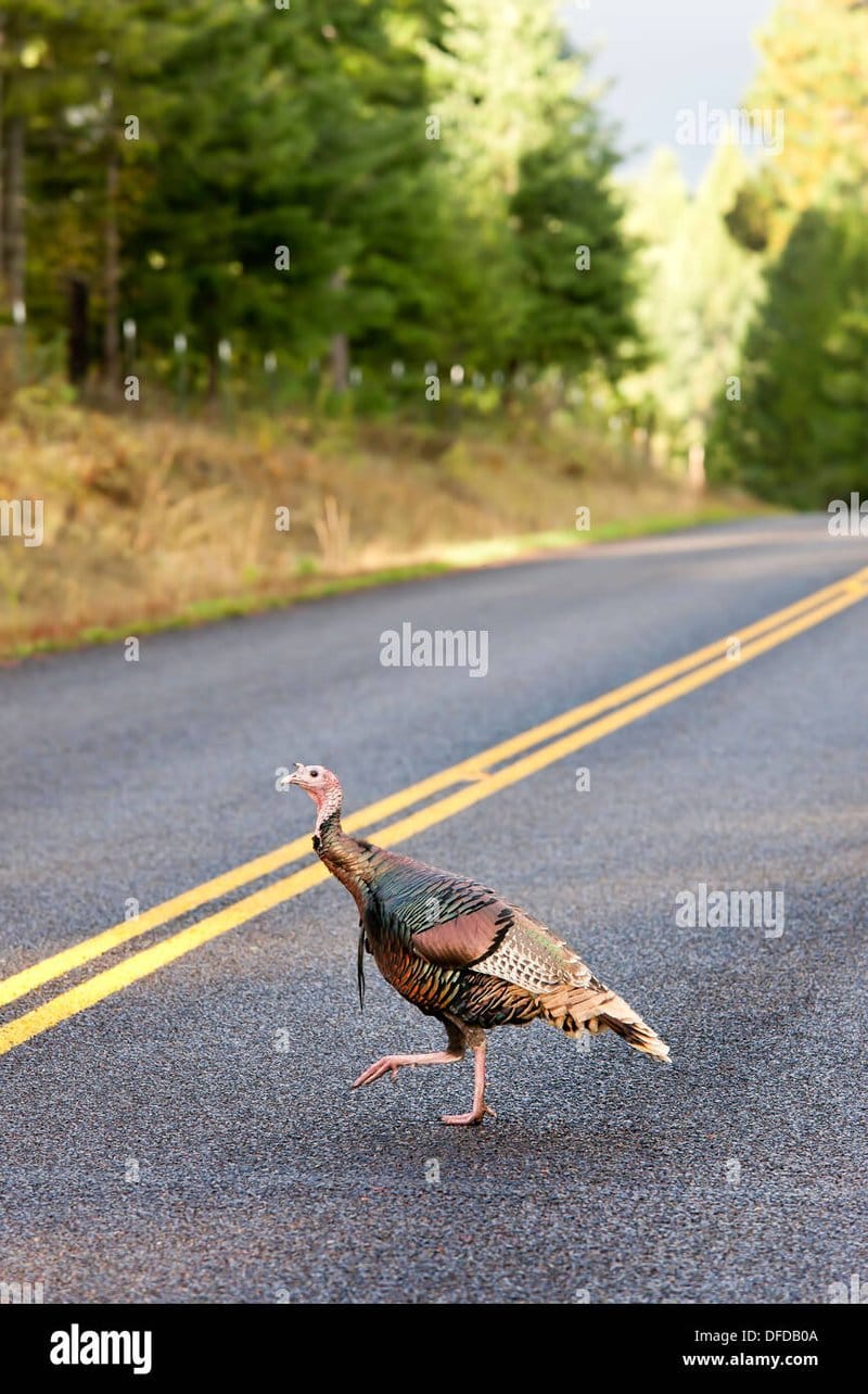 Spelers in Nederland Ontdekken de Avontuurlijke Kanten van Chicken Road Online