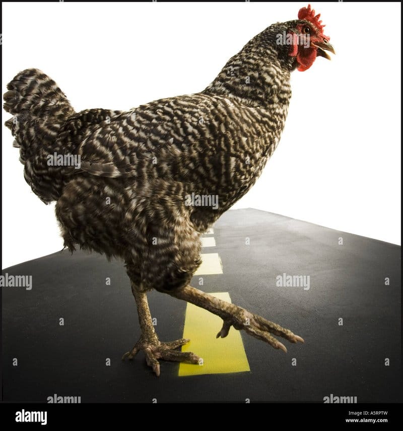 Een Kijkje naar de Populaire Gokspel 'Chicken Road' in Nederland - overview